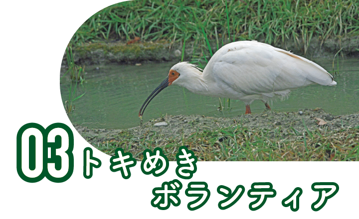 トキめきボランティア